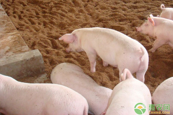 今日生猪价格多少钱一斤？2019全国生猪价格行情分析